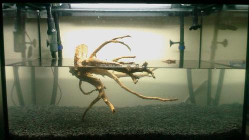 Pływający korzeń w akwarium